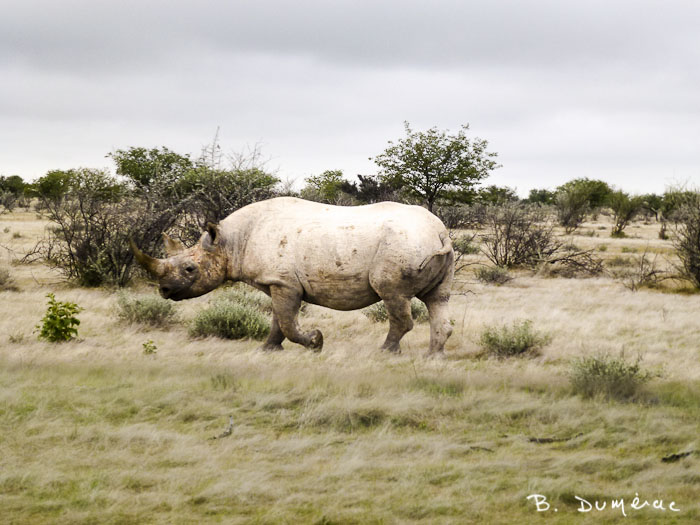 Rhinocéros blanc, Namibie